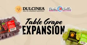 Dulcinea Grape 041922